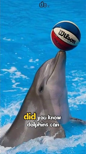 🐬 Dolphins Can Call Each Other by Their Own Names?!#dolpins #animalsfacts #wildlife