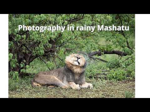 Highlights of a rainy Mashatu in January 2026