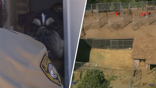 Shelters seek adopters after LA County removes more than 300 animals