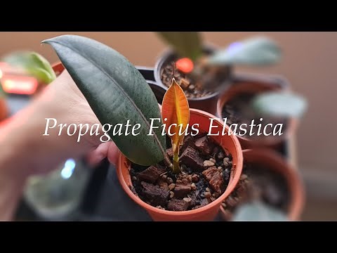 How to propagate ficus elastica burgundy (Day 1 to Day 70) - Rubber Plant