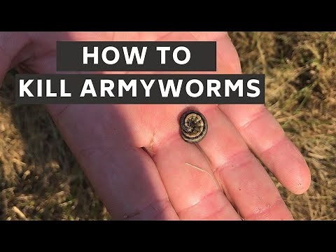 How to Identify and Kill Armyworms