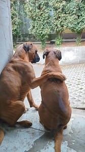 😍 Credit @boxer life tik tok | Boxer Fan's