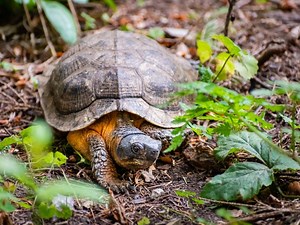 These 28 NJ Animals Are Now Considered Endangered