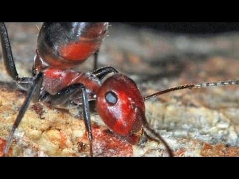 Strange ‘Exploding Ant’ Species Discovered In Asia