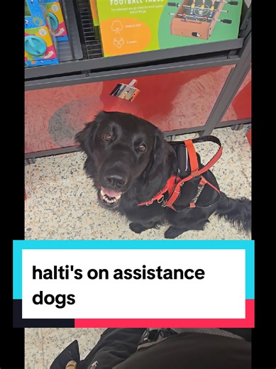 The Truth About Haltis on Assistance Dogs