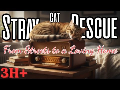 The Heartwarming Story of a Stray Cat Finding a Loving Home Emotional Cat Rescue Journey