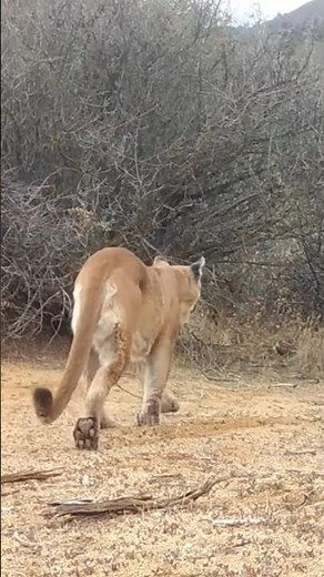 Mountain Lion making Bird Sounds