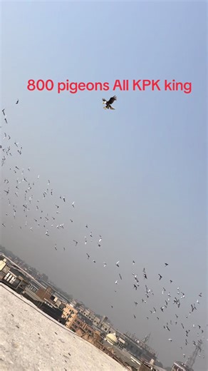 Discover the World of Pigeon Racing in KPK