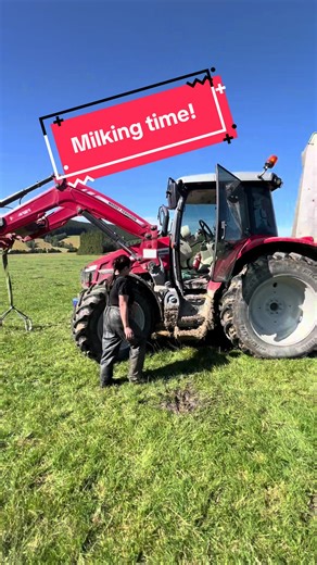 Milking Time: A Day in Dairy Farming in New Zealand