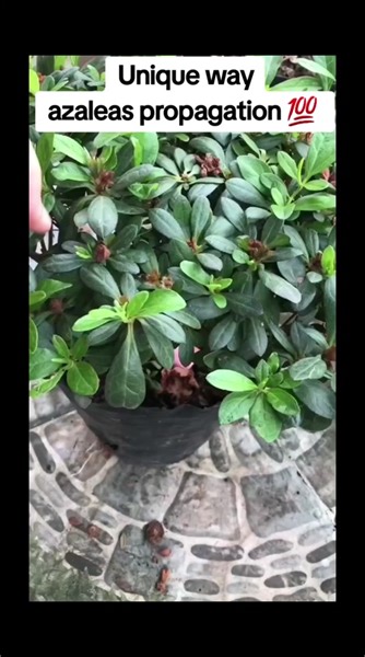 Easy and unique way to grow azaleas. #fypシ゚viral #plant #gardening #seeds #foryoupage #fypシ