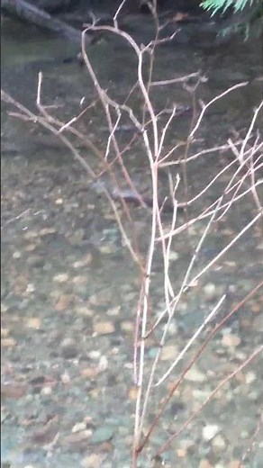 Coho Salmon Spawning 2025, Part 2 - Vancouver Island, BC (Salmon Run)