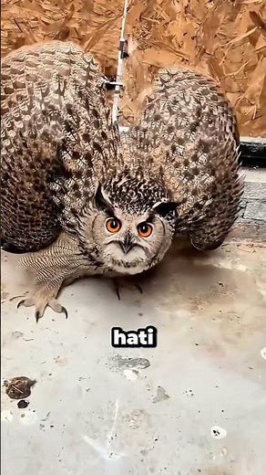 Interesting Things About Owls That Are Rarely Known 🦉