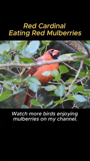 Red Cardinal Eating Red Mulberries #cardinal #northerncardinal #mulberry #birdeating #birdlovers