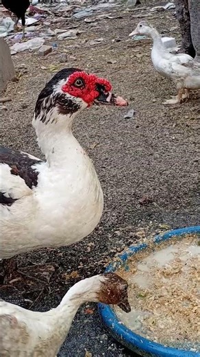 Sustainable Living: Raising Muscovy Ducks for Beginners 🌿