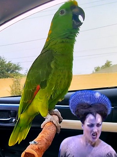 Parrot sings Mozart Queen of the Night Aria from The Magic Flute opera #parrot #bird #pet #fyp