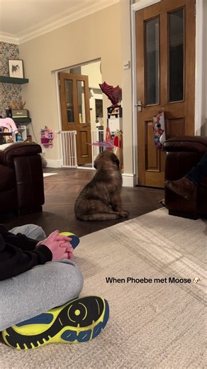When Phoebe Met Moose: A Best Friends Forever Moment