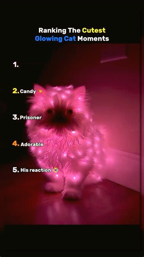ranking the cutest glowing cat moments 🐈🌟