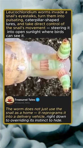 The Worm That Hijacks a Snail's Brain