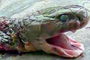 Chef cooking snake dies after cobra bites him - 20 minutes after head was cut off