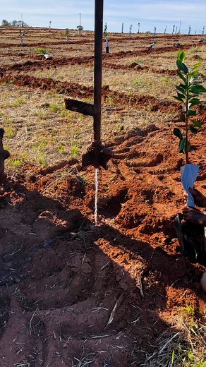 124K views · 613 reactions | Update in 2021 Mandy plantings | Minter Magic | Facebook