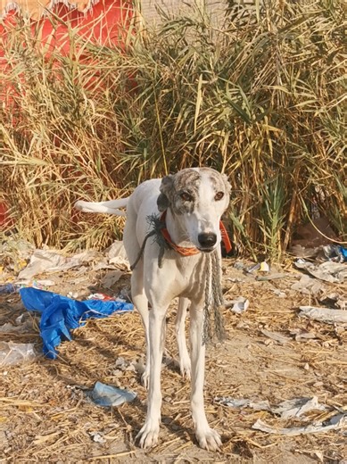 Tazi Dog: The Majestic Arabic Breed