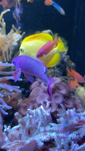 Chilling with colors #aquariumfish