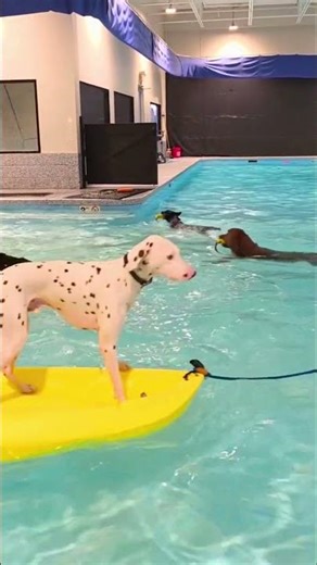 Water + Dog Training = Confidence Unlocked! 🌊🐾 #dogtraining #swimmingdogs
