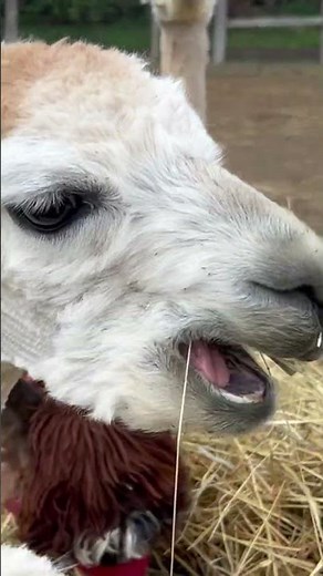 Llamas in Action: Funny, Cute, and Unexpected! Wait till the end… 😂