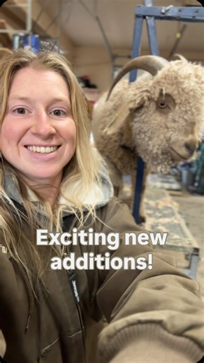 Would you travel over 3,000 miles to get the first colored goat to be born into a white herd for a potential millennia? 😱 Well we did!! Why?? Because this is a one in a trillion chance and I’ll explain why👇 Angora goats have been around for thousands of years, but only in the color white. White bred to white will always produce white, except for the rare occasion when a recessive red is born. However, this never ended well for the colored baby because it was considered “impure “ and culled. 😞