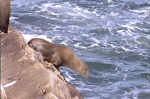 Watch Blue Reef Adventures Online | Vimeo On Demand