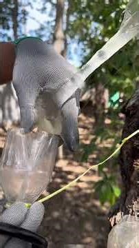 Cây trôm và công dụng của mủ trôm. #mutrom #thachmutrom