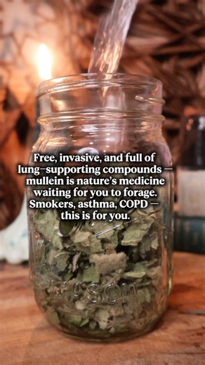 Mullein (Verbascum thapsus) has been loved for centuries by humans, and it's a plant you should go forage due to its invasive nature. Not only will you help your health, you'll help north American botanical diversity. Mullein is very invasive and is outcompeting local plants. Its tall, fuzzy stalks and soft, silvery leaves make it easy to spot when foraging, especially in dry, disturbed soil. The most common look alike is lambs ear. You will find mullein growing near roadsides BUT ALWAYS forage 