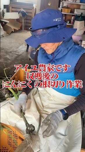 アイユ農家収穫後のにんにく根切り作業！根の切り方伝授