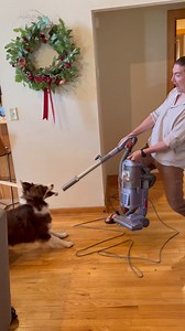 24M views · 235K reactions | The evil Dark Lord Vacuum will be vanquished once again! ⚔️ #mistymountainlegends #ladypintobean #sworddog #dogsofinstagram #doglife #australianshepherd #doglover #dogoftheday | Misty Mountain Legends | Facebook