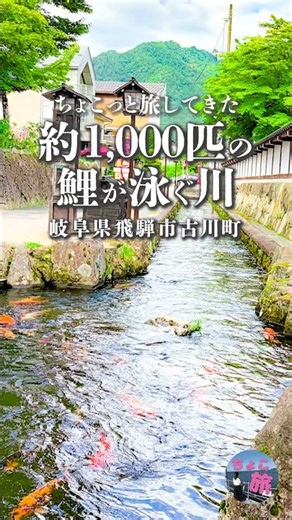 瀬戸川と白壁土蔵街｜約1,000匹の鯉が泳ぐ町並み【岐阜県飛騨市】 #ちょこっと旅してきた