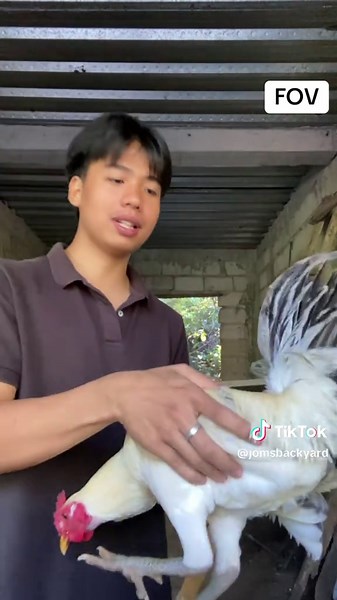 Gamefowl Breeding Insights from Mini Texas Vlog