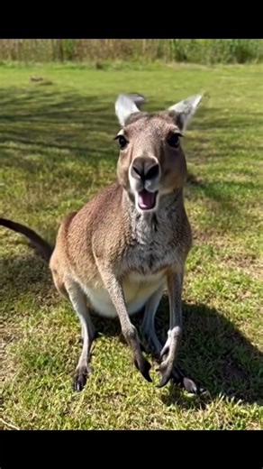 Meeting a Friendly Kangaroo in Australia 🇦🇺#animals #nature