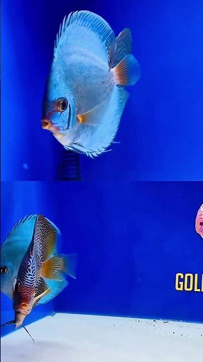 Blue Discus Showcase Sale!