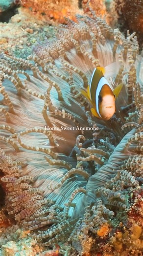 The Story of the Clownfish and their unique Home. Some Anemones are bright and bold, flaunting shades of blue or vivid orange. Others are more reserved, blending seamlessly into the reef around them. Some grow long flowing tentacles that sway gently in the current, while others are frilly or stubby. Their diverse looks not only make them a beautiful feature on the Great Barrier Reef, but also make them the perfect partnership for the many different clownfish that call them home. 🎥 Videos by Mas