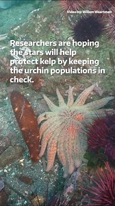 This week, researchers at Friday Harbor Labs released 29 lab grown sunflower sea stars into an urchin hot spot near San Juan Island with the hope that they will help keep the urchin population in check. More on the project: https://www.washington.edu/news/2024/02/16/sunflower-stars/ | University of Washington News