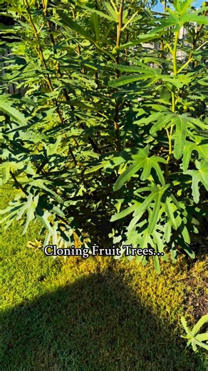 55K views · 1K reactions | Cloning fruit trees using the sand...