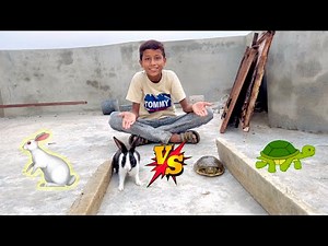 Rabbit VS Turtle 🐢vs🐇 😍
