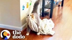 Cat Won’t Go Anywhere Without Her Emotional Support Blanket - 1Funny.com