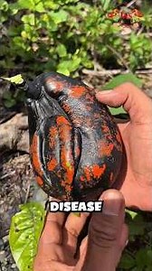 Top 5 Fruits That Were Once Banned Around the World! #fruit #fruitlovers
