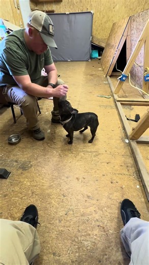 Dutybound K9 working sits and downs with Millie girl. #dutybound #dogtraining