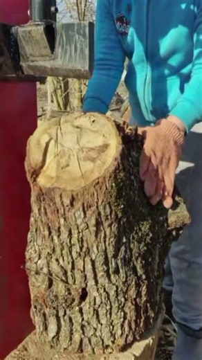 Log Splitter vs Big Acacia 1