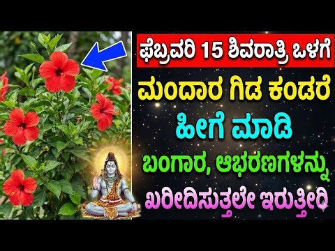 ಫೆಬ್ರವರಿ 15 ಮಹಾಶಿವರಾತ್ರಿಗೂ ಮುನ್ನ ಮಂದಾರ ಗಿಡ ಕಂಡರೆ ಹೀಗೆ ಮಾಡಿ – ಹಣ, ಚಿನ್ನ, ಐಶ್ವರ್ಯ ಪಡೆಯುವ ವಿಶೇಷ