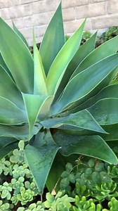 Foxtail Agave Attenuata Plant, Rare Agave Without Prickly Thorns, Small or Large Sizes - Etsy
