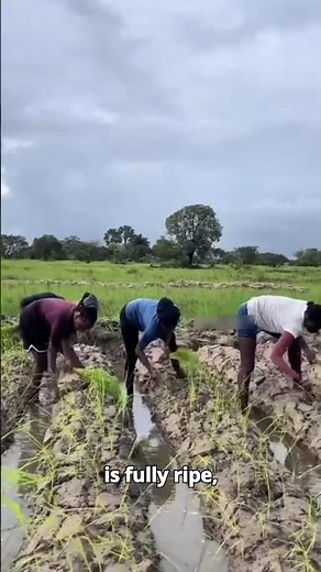 Traditional Rice Farming in Africa! 🌾