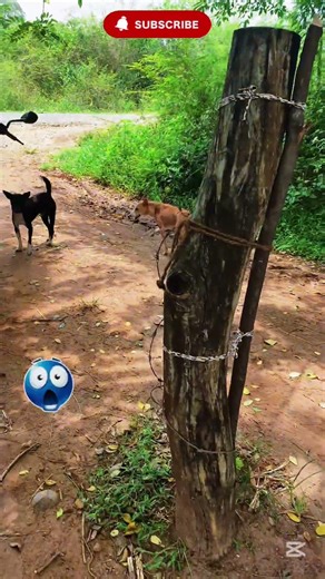 🙀☠️crazy dog😜 #dogattack #pets #dogs #funny #animals